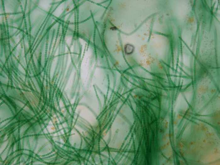 Image15-k6-anabaena