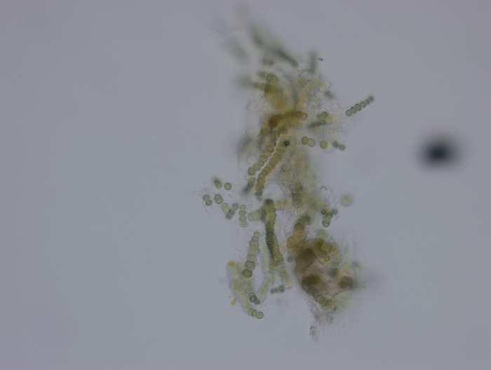 Image09-Cyanobakteria