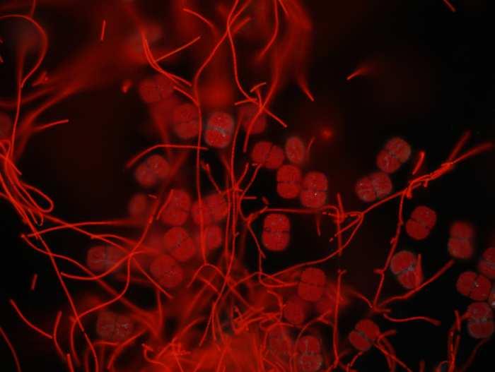 Image13-k2-cosmarium