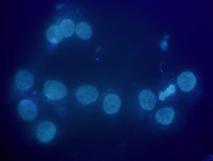 DAPI10min_100x