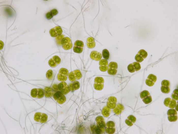 Image11-k6-cosmarium