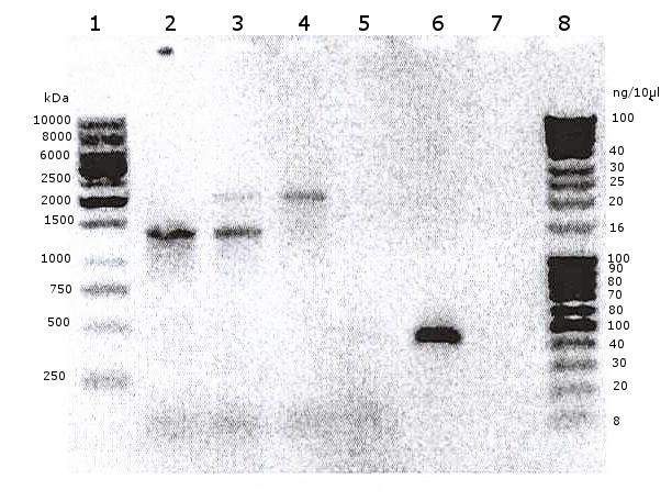 DNA