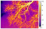 ir_root_041-1